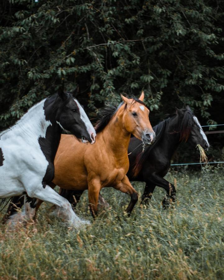 Wings Creek Ranch B&B Зютендал Экстерьер фото